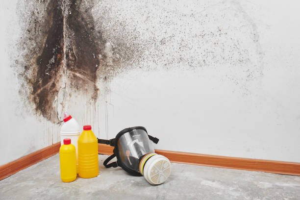 Best Attic Mold Removal  in Worthington, MN