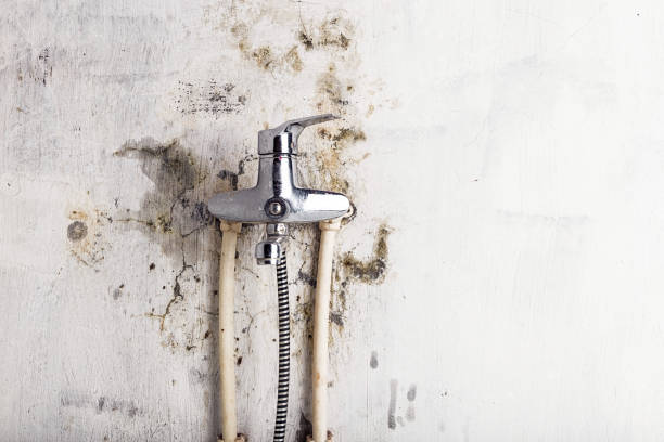 Best Office Mold Removal Services  in Worthington, MN