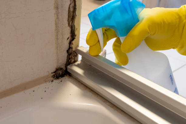 Best Attic Mold Removal  in Worthington, MN
