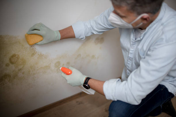 Best Mold Remediation  in Worthington, MN