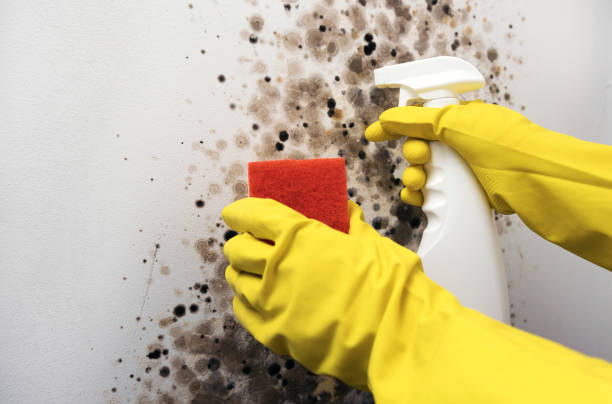 Best Mold Testing  in Worthington, MN