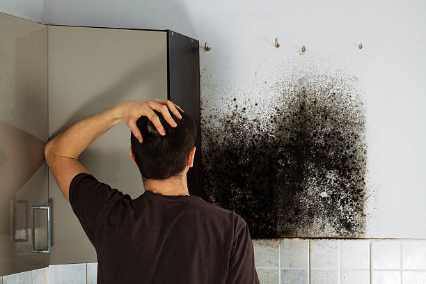 Best Residential Mold Removal  in Worthington, MN