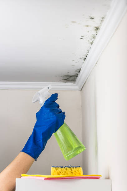Best Fast Mold Removal  in Worthington, MN