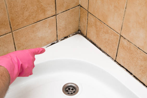Best Toxic Mold Removal  in Worthington, MN